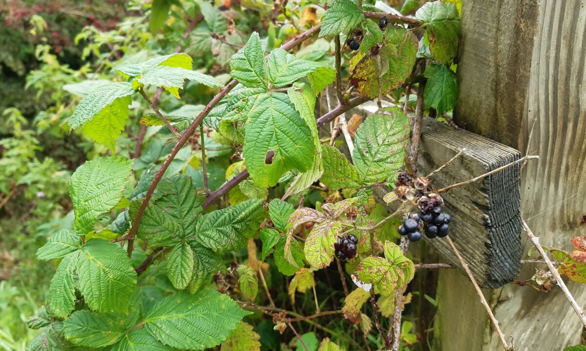 Berries
