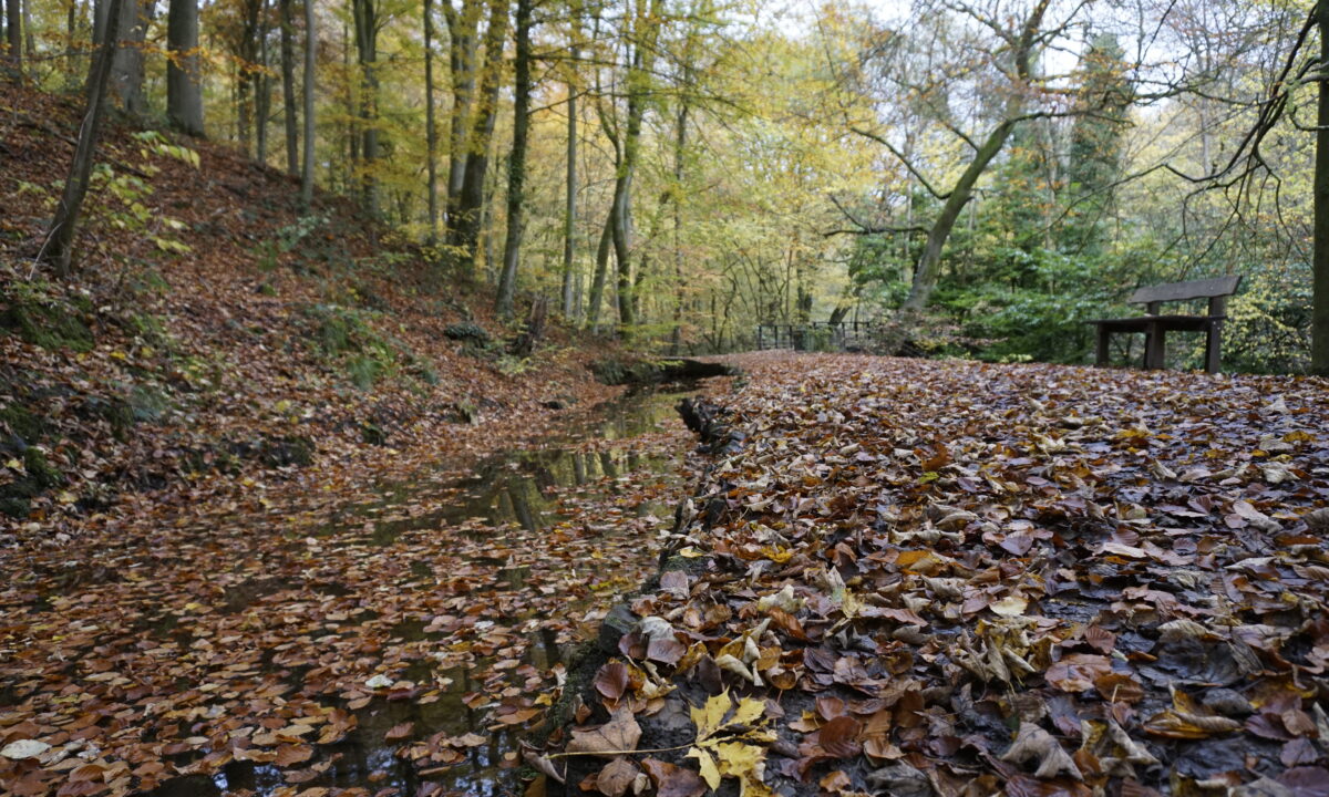 Skipton Castle Woods